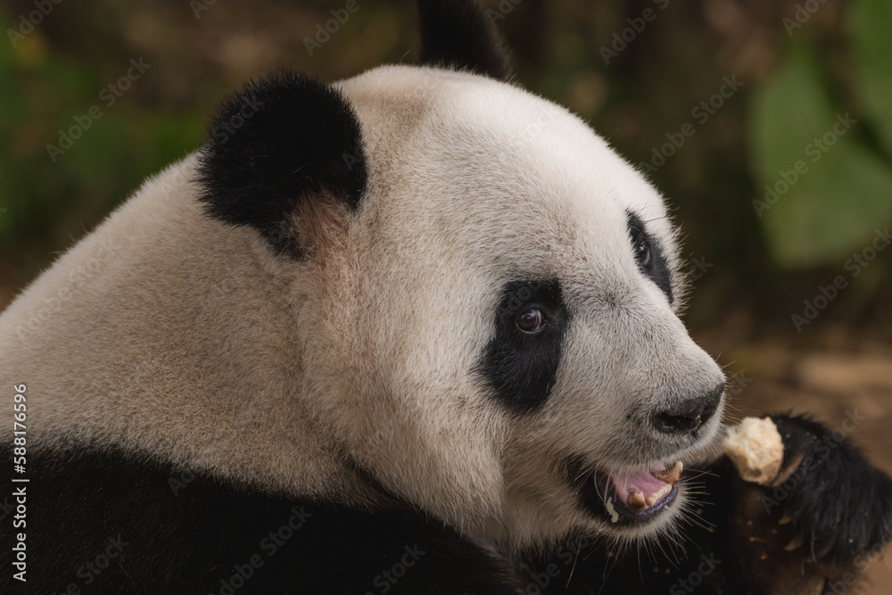Fototapeta premium Pandas enjoying their bamboo breakfast in Chengdu Research Base, China