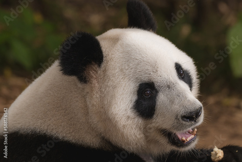 Fototapeta Naklejka Na Ścianę i Meble -  Image of a panda on nature background. Wild Animals.