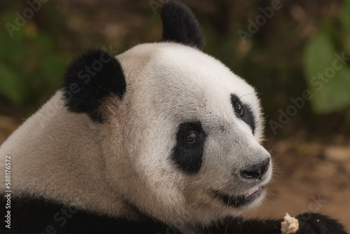 The giant panda (Ailuropoda melanoleuca) is eating bamboo. A bear native to south central China. photo