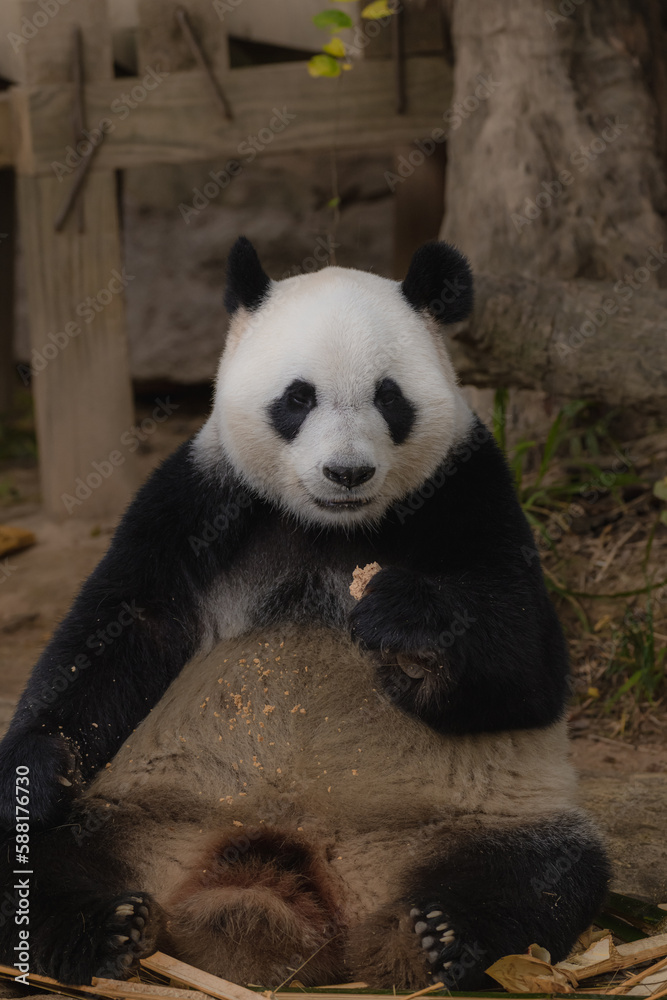 Giant Panda Bear Eating Bamboo at the Zoo eating bamboo. Selective focus.