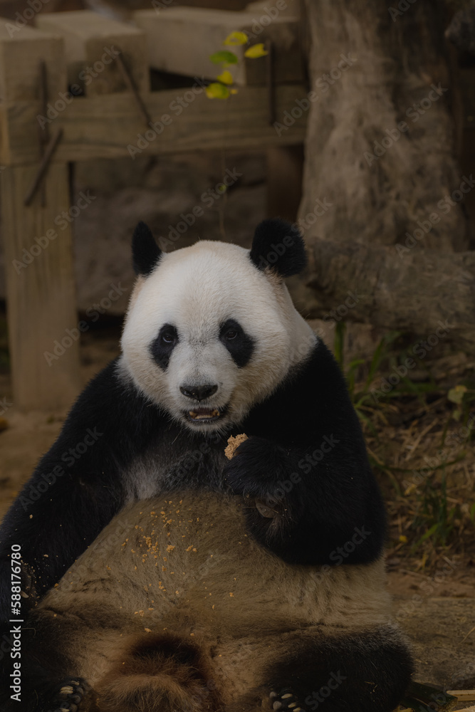Obraz premium Giant panda bear eating bamboo laying on its back