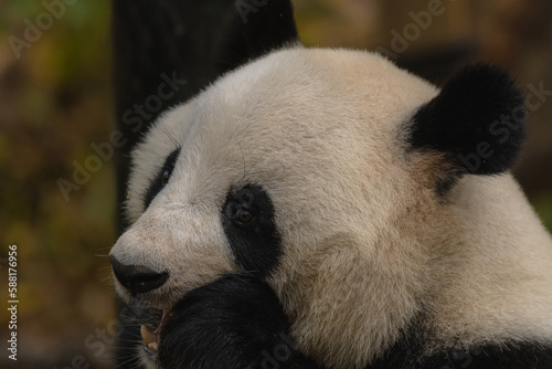 Fototapeta Naklejka Na Ścianę i Meble -  A Giant panda eating bamboo in a zoo from a different angle