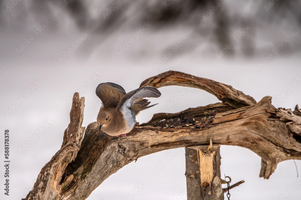 Obraz premium dove flying