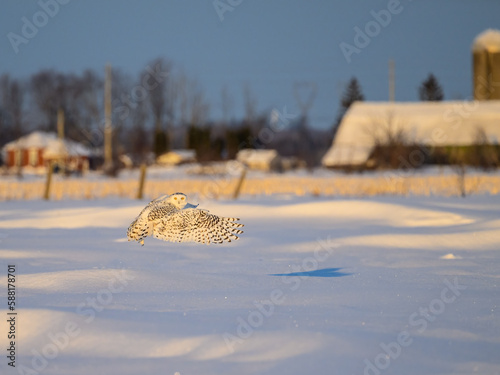 Female Snowy Owl in flight over farmer's field 
