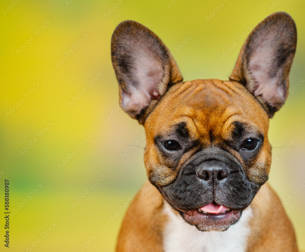 Portrait of french bulldog on nature background