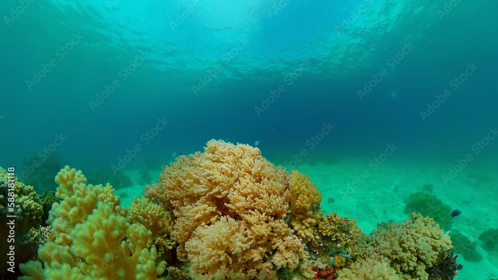 Soft and hard corals. Underwater fish garden reef. Reef coral scene. Philippines. Soft and hard corals. Underwater fish garden reef. Reef coral scene. Philippines.