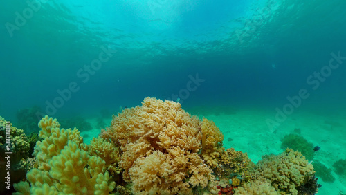 Soft and hard corals. Underwater fish garden reef. Reef coral scene. Philippines.