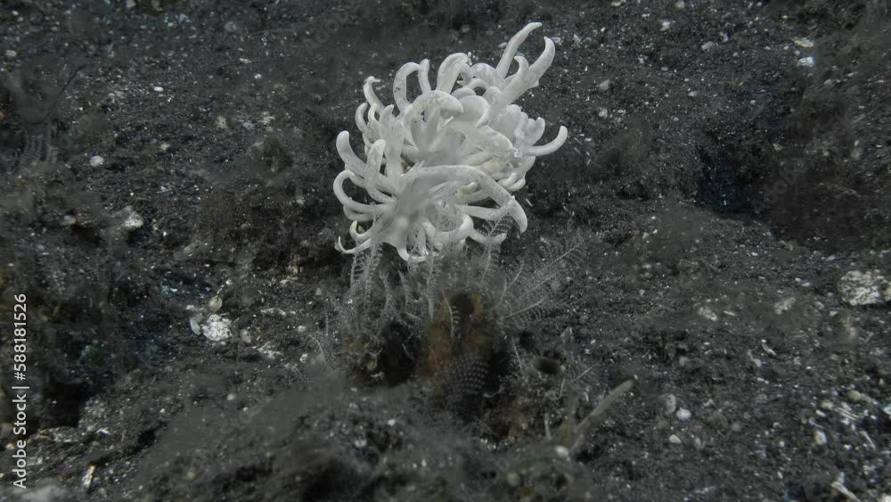 A large white nudibranch crawls along the seabed overgrown with algae. 
Great Phyllodesmium (Phyllodesmium magnum) 150 mm. ID: flattened brownish or bluish to purple cerata with curved tips.