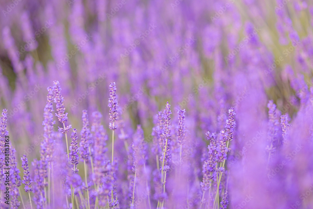 Obraz premium Lavender bushes closeup on sunset. Sunset gleam over purple flowers of lavender. Provence region of France.
