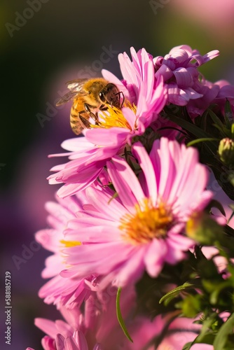 Biene Auf Blüten beim Nektarsammeln 