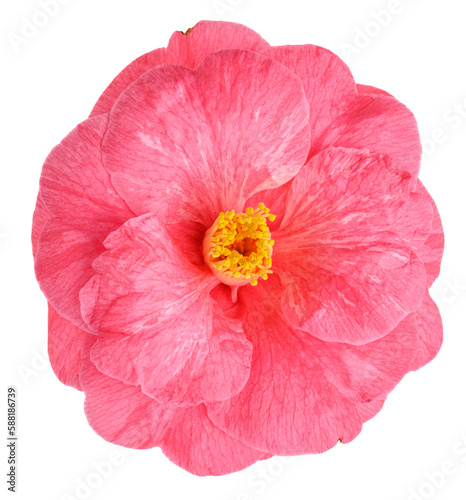 Closeup of isolated pink camellia bloom