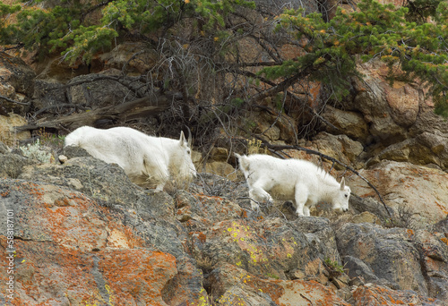 Mountain Goats