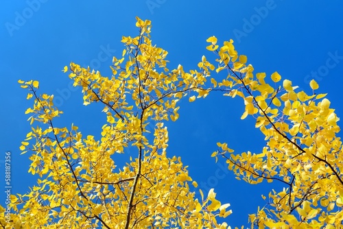 Populus tremula common aspen european aspen quaking