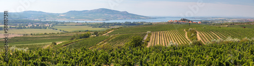 Vineyards near Zajeci village and Pavlov Hills