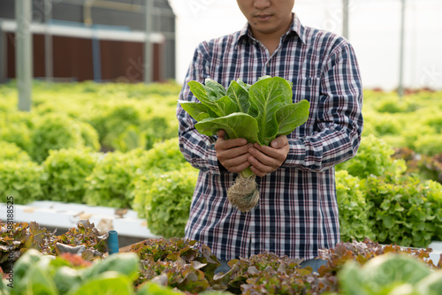 Young Asian farmer picking, holding fresh ripe vegetables quality in hydroponics farms , Organic vegetables to make healthy food menus and sales green earth concept, agriculture.