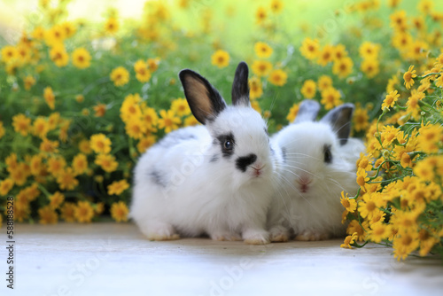 Lovely bunny easter fluffy baby rabbit  with colorful easter eggs on green garden with daisy flowers nature background on sunny warmimg summer day. Symbol of easter day festival. summer season. photo