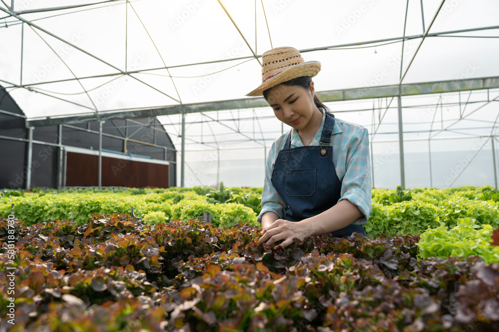 Obraz premium Young Asian farm woman picking full of fresh green salads on a hydroponic farm. Organic vegetables are ready to be served and sold for salads. green plants in the house healthy food business ideas.