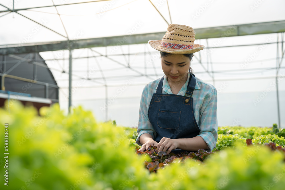 Obraz premium Young Asian farm woman picking full of fresh green salads on a hydroponic farm. Organic vegetables are ready to be served and sold for salads. green plants in the house healthy food business ideas.