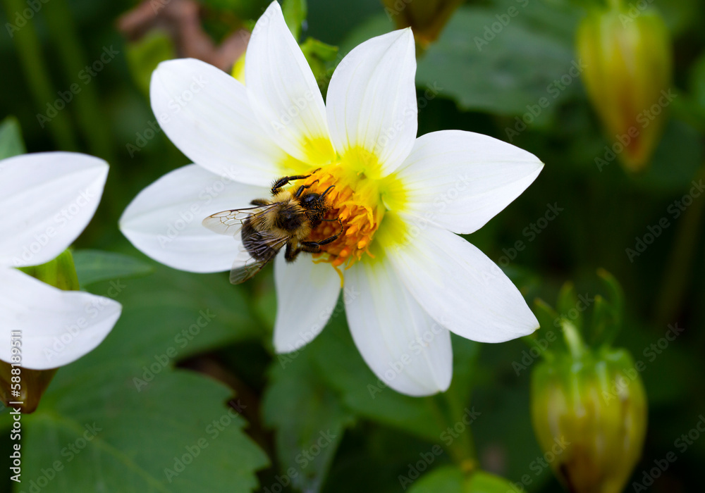 The bee covered in pollen pollinates the white dahlia flower. Close up view The bee covered in pollen pollinates the white dahlia flower. Close up view