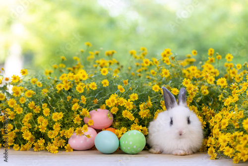 Lovely bunny easter fluffy baby rabbit  with colorful easter eggs on green garden with daisy flowers nature background on sunny warmimg summer day. Symbol of easter day festival. summer season. photo