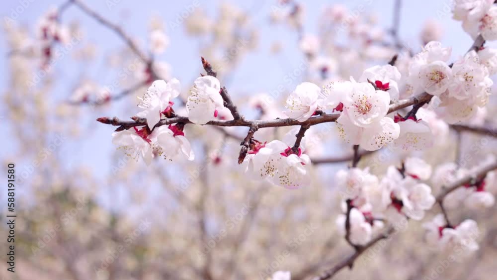 Cherry blossoms bloom in spring,Beautiful flowers in spring Cherry blossoms bloom in spring,Beautiful flowers in spring