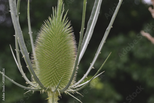 Dipsacus sativus, garden plant, closeup photo