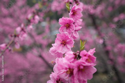 Prunnus persica"花桃"