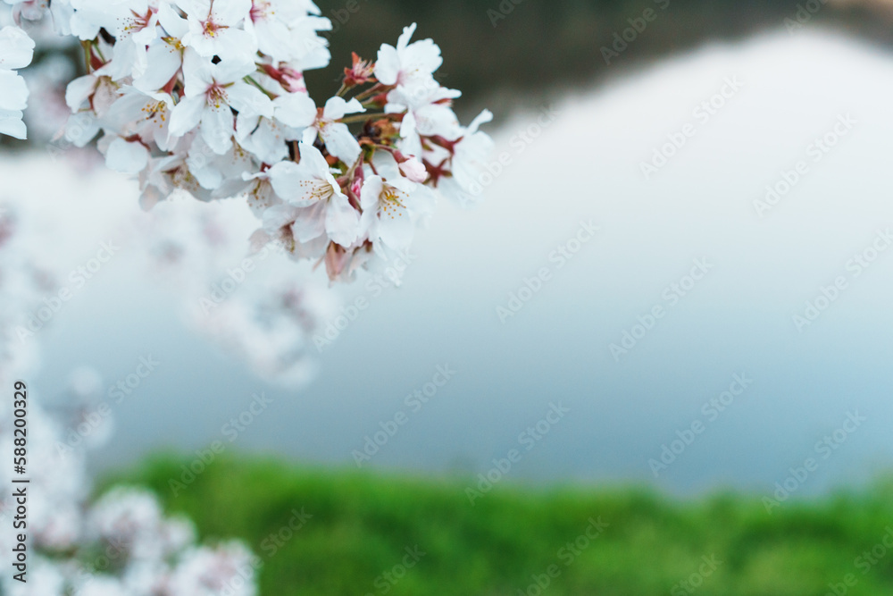 春が来た！桜の花が咲いた風景