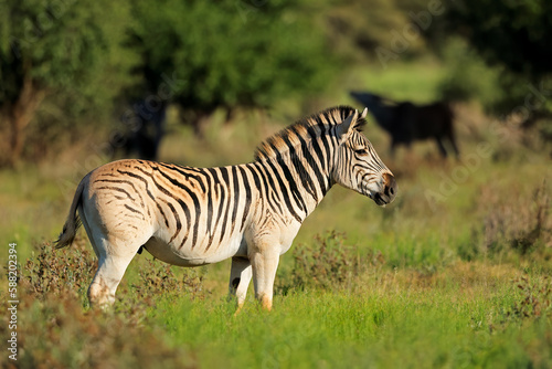 A plains zebra  Equus burchelli  in natural habitat  Mokala National Park  South Africa.