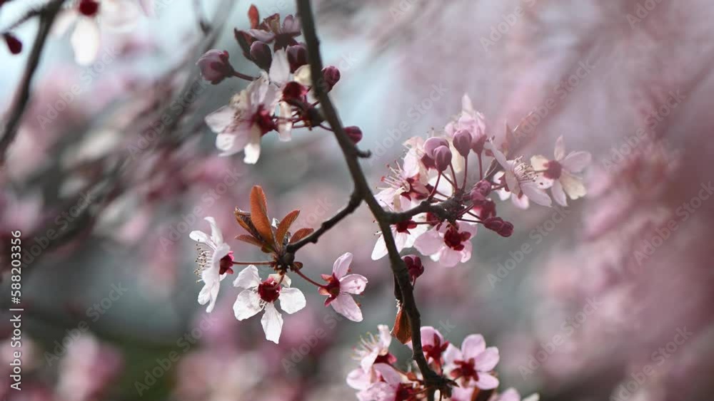 Pink cherry blossom tree spring lens flare and sunlight Pink cherry blossom tree spring lens flare and sunlight