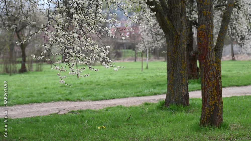 Public park and white cherry blossom tree spring background Public park and white cherry blossom tree spring background