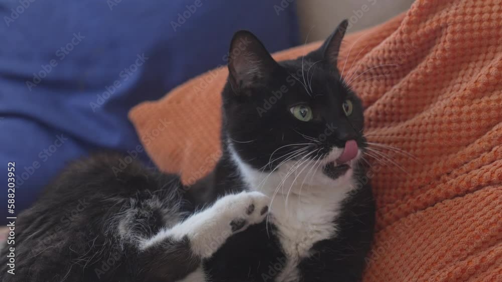 black, white cat licking his paws in bed, looks around and shakes his head, big eyes, pointy ears