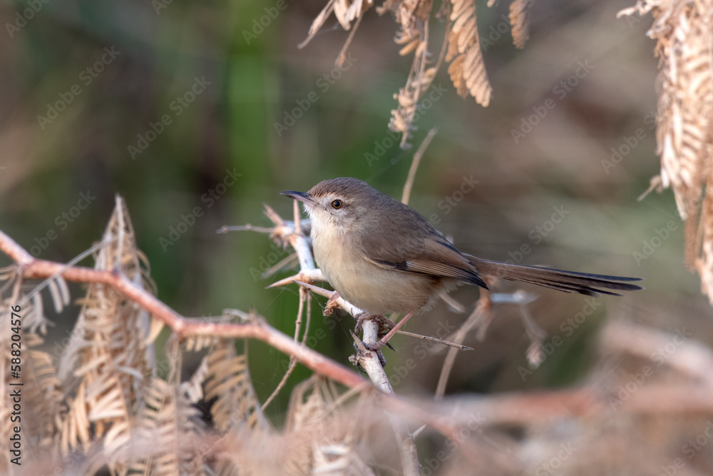 Plain prinia or Prinia inornata observed near Nalsarovar in Gujarat, India Plain prinia or Prinia inornata observed near Nalsarovar in Gujarat, India