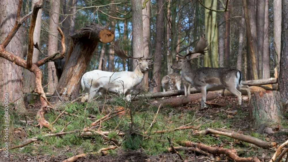 Two male deer with white and brown fur standing in front of each other before they start fighting for a female deer, in the woods with lots of trees around, Brudergrund, Erbach Two male deer with white and brown fur standing in front of each other before they start fighting for a female deer, in the woods with lots of trees around, Brudergrund, Erbach