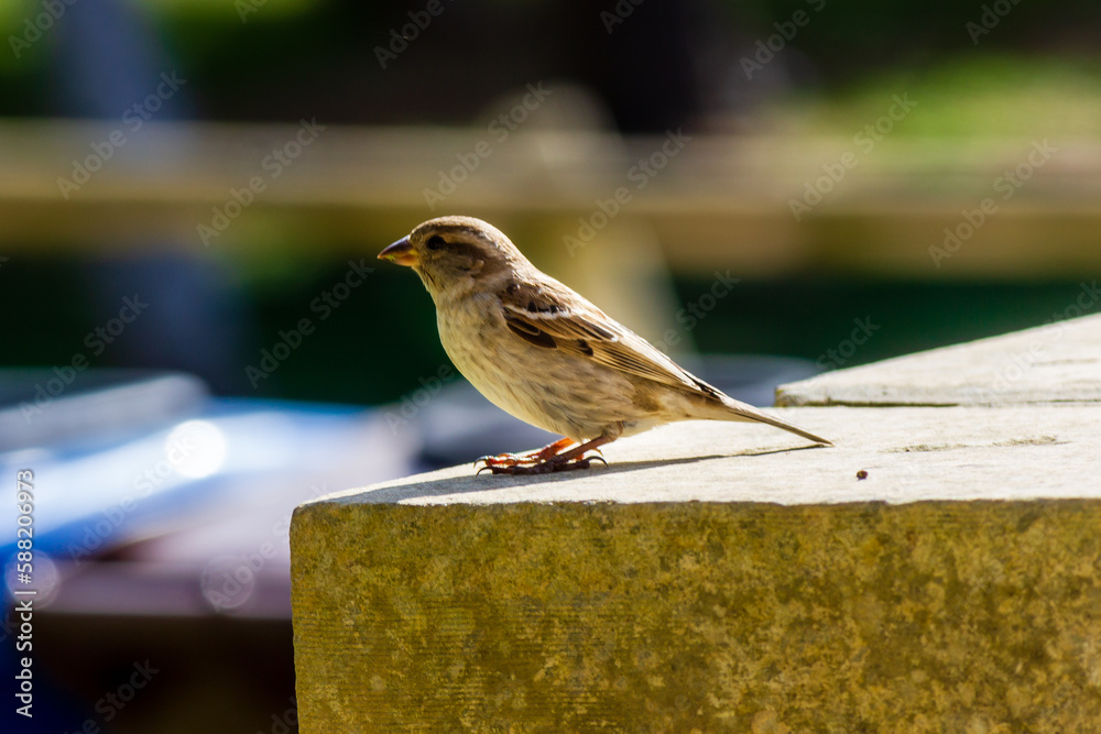 sparrow on a stone sparrow on a stone