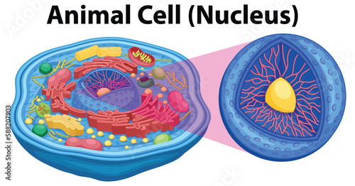 Animal Cell Anatomy Structure Diagram photo