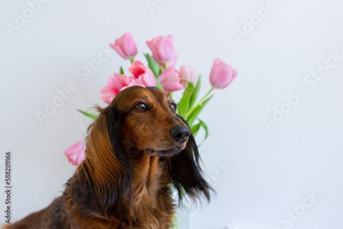 Red long haired dachshund portrait with pink tulips in glass vase © Dasha Lapshina