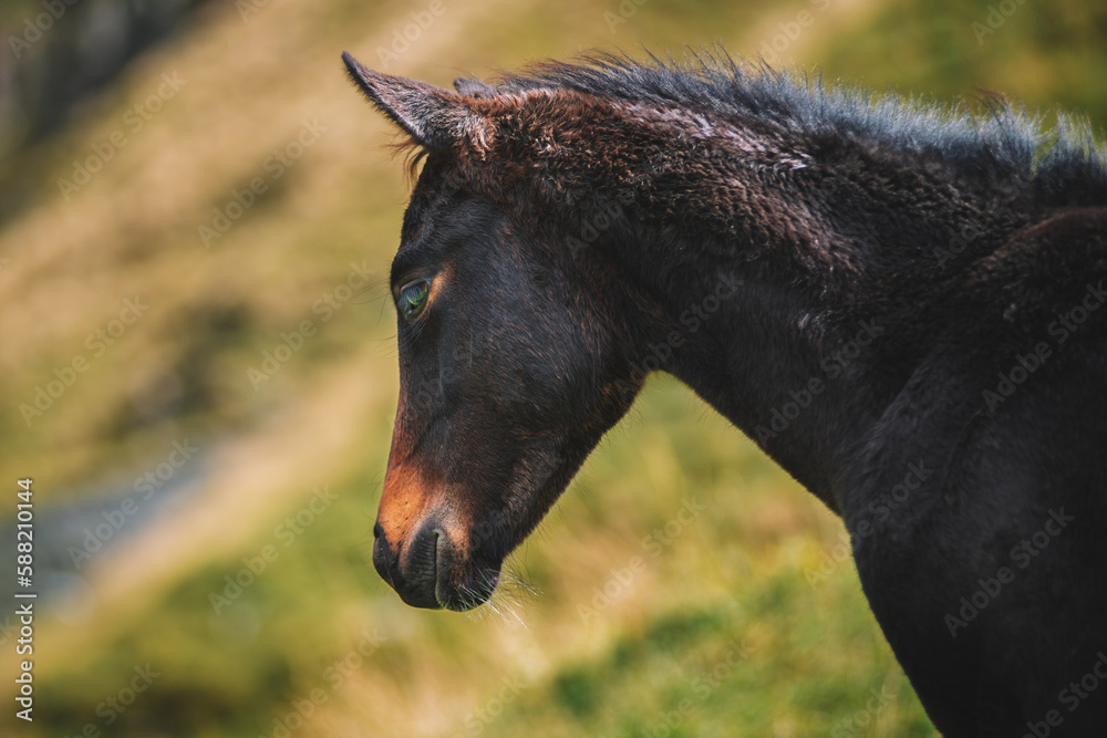 Fototapeta premium A portrait of a horse