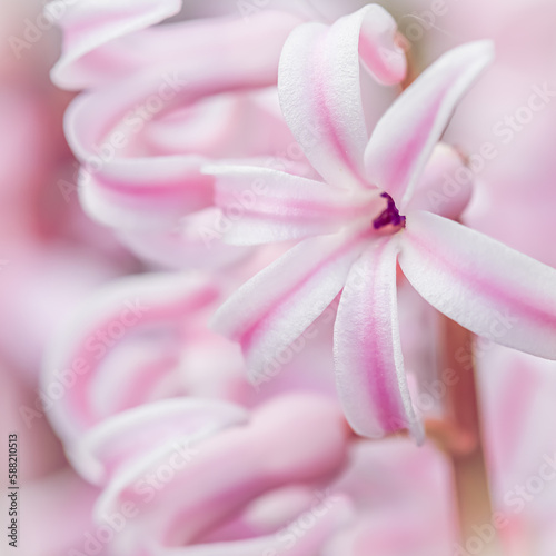 White pink striped hyacinth flower close up. Floral background