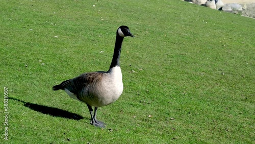 Goose stands in place and takes a look around a bright sunny park with a walking path nearby. canadian goose pumped up goose feces estrements High quality 4k footage photo