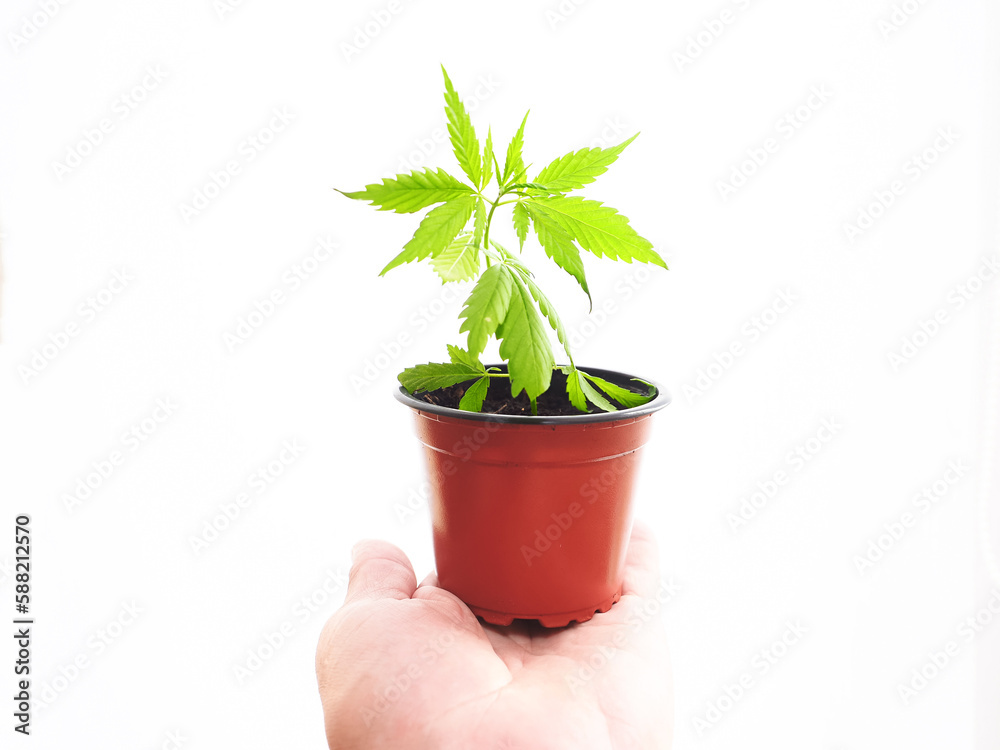 Fototapeta premium cannabis plant in a pot