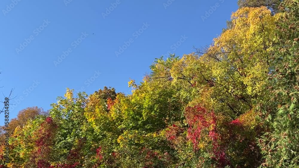 Autumn trees red yellow green leaves on blue sky. Autumn trees red yellow green leaves on blue sky.
