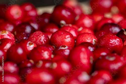 Red wild cranberries covered with drops of water