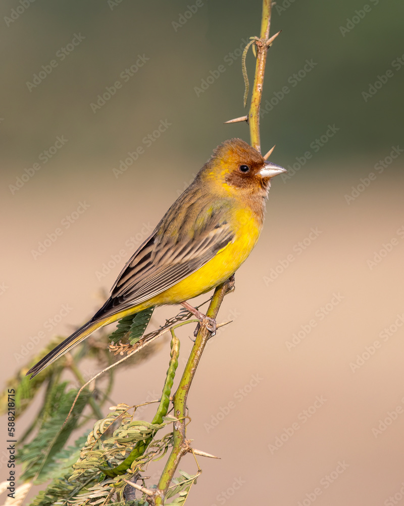 Red-headed bunting or Emberiza bruniceps observed near Nalsarovar in Gujarat Red-headed bunting or Emberiza bruniceps observed near Nalsarovar in Gujarat