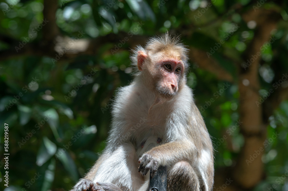 Indian Rhesus Macaque Monkey Bannerghatta National Park, India Indian Rhesus Macaque Monkey Bannerghatta National Park, India