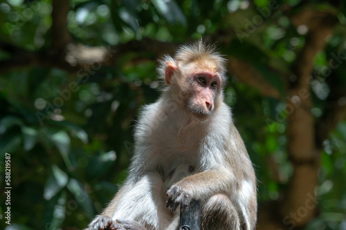 Indian Rhesus Macaque Monkey Bannerghatta National Park, India