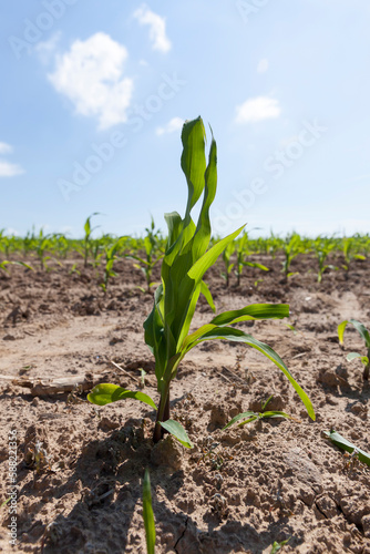 small green corn sprouts in the summer