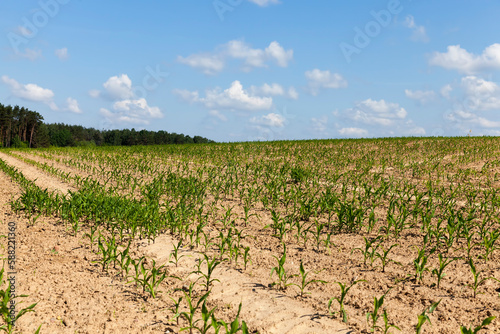 small green corn sprouts in the summer