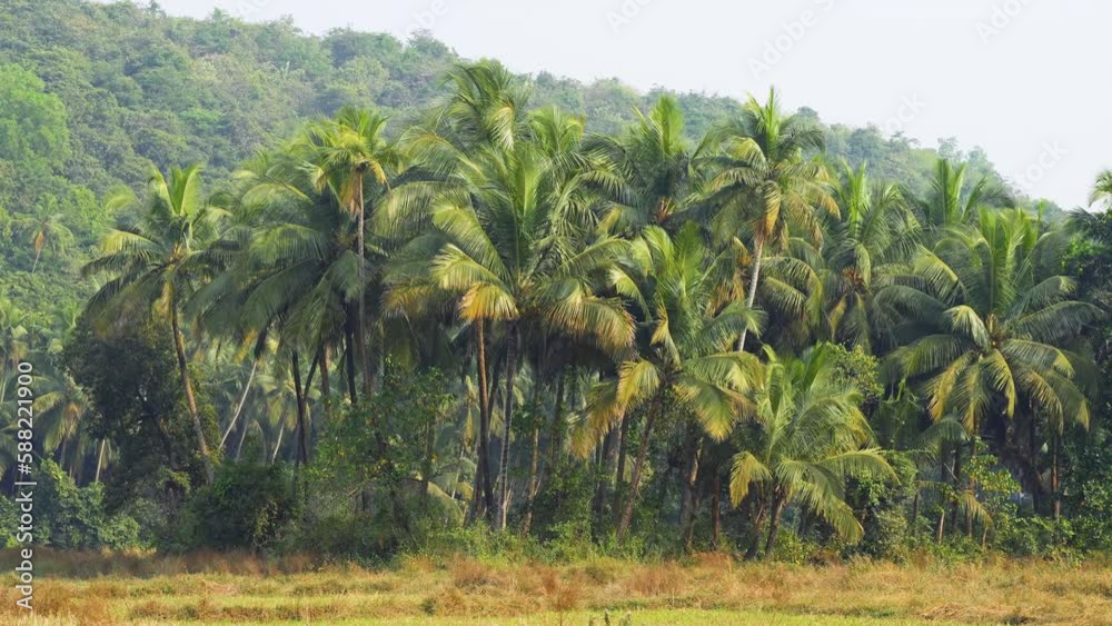 custom made wallpaper toronto digitalTropical green palms forest sunbeam. Exotic places