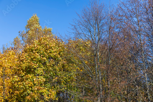 Trees with foliage falling in autumn